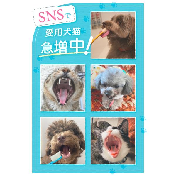 最も信頼できる ニオワン 犬 歯石取り 歯磨き はみがき 猫 ペット デンタルケア 口腔歯ブラシ ガム 口臭 歯垢 ジェル 15g 3個 Aynaelda Com