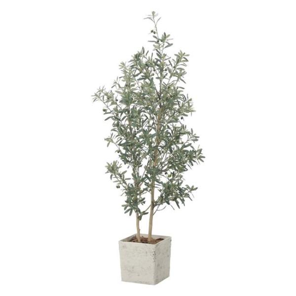 光触媒付きインテリアオリーブ1.8の魅力と使い方