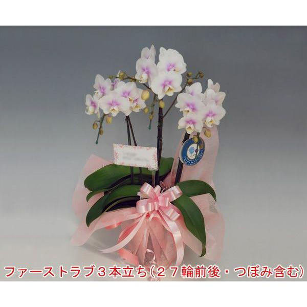 ~fB[TCYӒ3{t@[Xgu27O iڂ݊܂ j@ڂݑ߂ł̏oׂƂȂ܂B