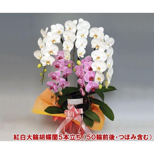 生花 胡蝶蘭 5本の人気商品 通販 価格比較 価格 Com