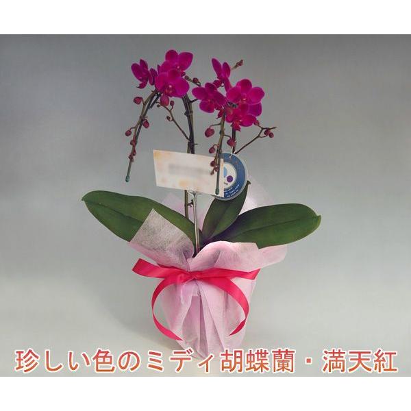 御祝・母の日・父の日 その他お祝いに大人気 /珍しい深紅のミニ胡蝶蘭 満天紅2本立ち14輪前後 つぼみ含む /つぼみ多めの場合がございます。