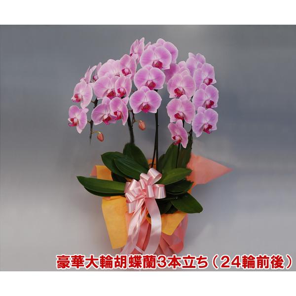 母の日に人気 御祝 胡蝶蘭 3本立ち 24輪前後・つぼみ含む ピンク 開店御祝やお誕生日に♪/つぼみ多めの場合あり