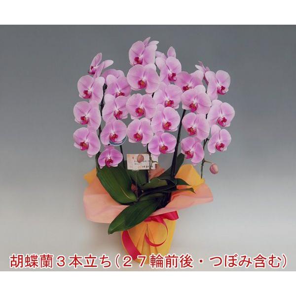 胡蝶蘭 ピンク　3本立ち 胡蝶蘭（ピンク）3本立ち通販｜GREEN PIECE