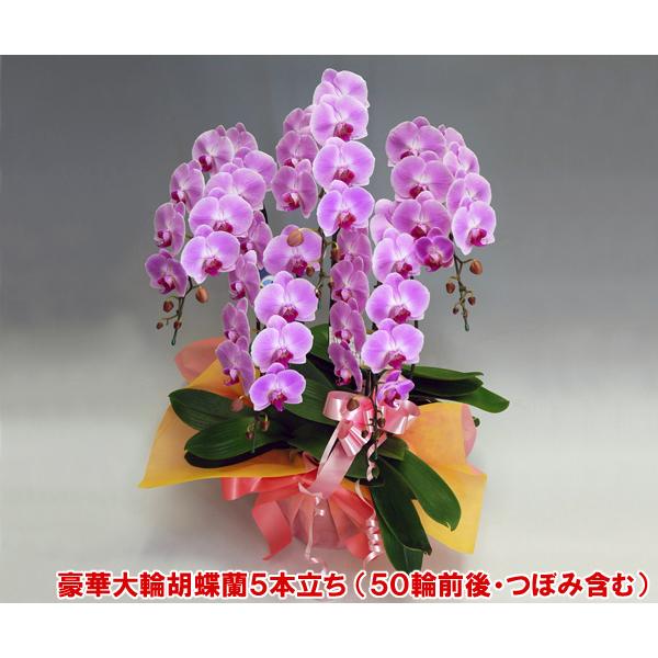 胡蝶蘭　開店祝い　紫　5本　 造花 胡蝶蘭/5本立ち/紫(パープル)/H約75cm/フェイク 開店祝い 開院