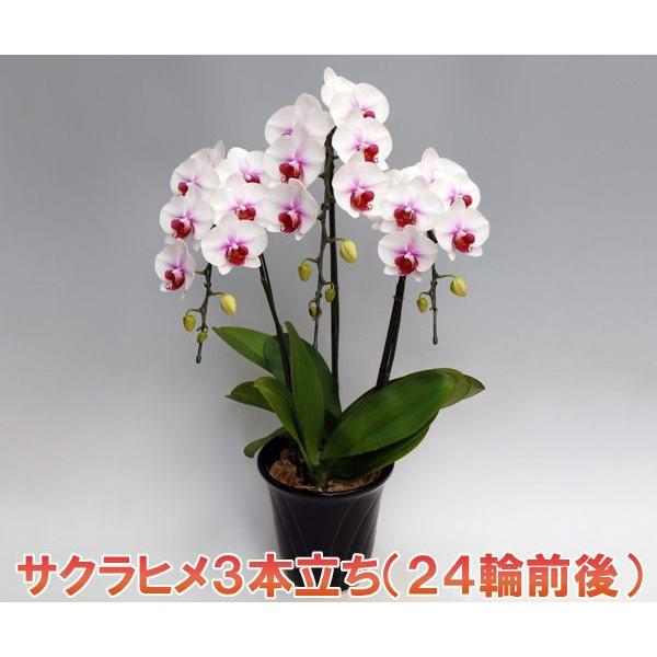 ~fBӒTNq3{24֑O ڂ݊܂ ݂ڂݑ߂ƂȂ܂B ̓v[g