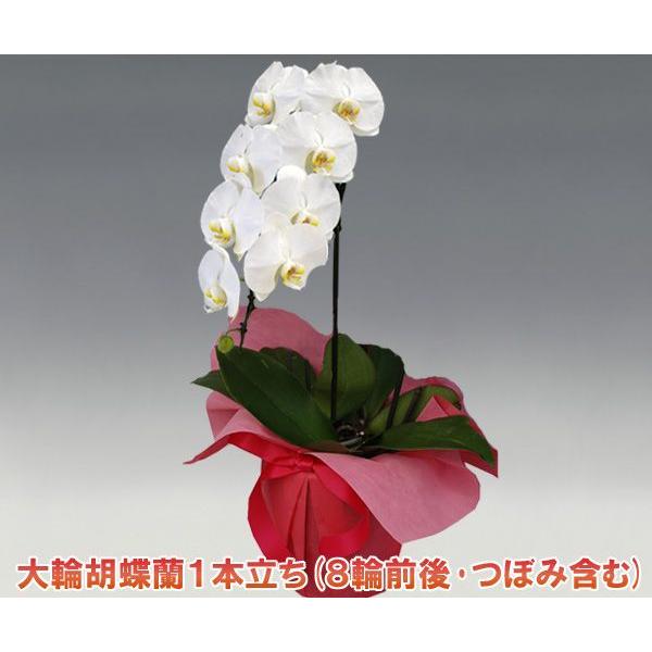 Ӓ1{8֑O ڂ݊܂  zCg N̔