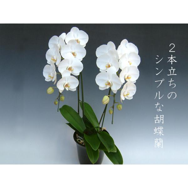 胡蝶蘭2本立ち 18リン前後 つぼみ含む ホワイト 結婚祝い出産祝いご