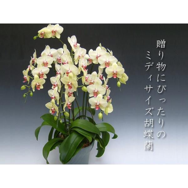 黄色い胡蝶蘭5本立ち ミディサイズ 40輪前後 つぼみ含む 現在つぼみ多めでの出荷となります 贈答品におすすめ Ye5f 胡蝶蘭産地直送販売店こころ花 通販 Yahoo ショッピング