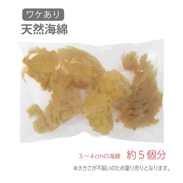 天然海綿 ヤドカリの水分補給（オカヤドカリのエサ）訳あり品 水槽の湿度調整 昆虫 幼虫 鈴虫 カエル 画材