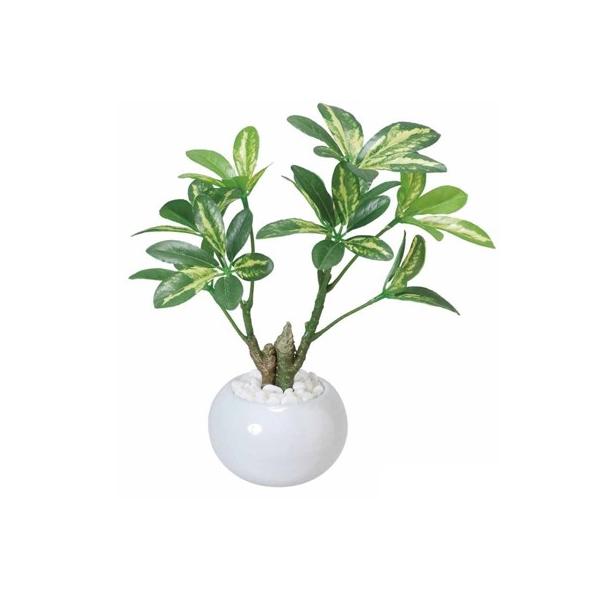 ̊y VFt|bg  lHϗt tFCNO[ G} ϗtA G} hV̓ 蕨 i