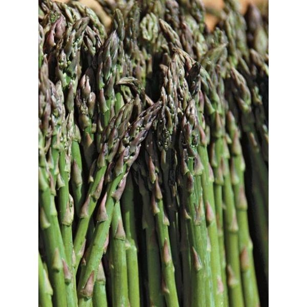Heirloom Asparagus Jersey Knight エアルーム アスパラガス ジャージー ナイト 4苗 18新品種 Buyee Buyee Japanese Proxy Service Buy From Japan Bot Online