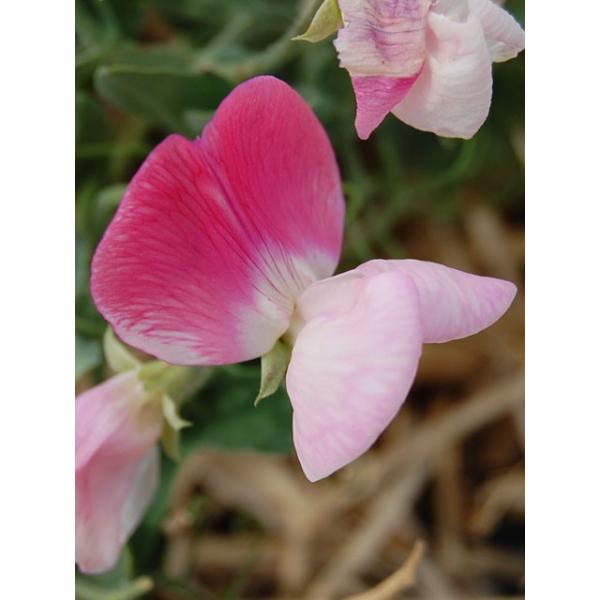 Sweet Pea Cupid Pink スイート ピー スイートピー キューピッド ピンク ドワーフ 矮性品種 キューピッド グループ 1苗 Buyee Buyee Japanese Proxy Service Buy From Japan Bot Online