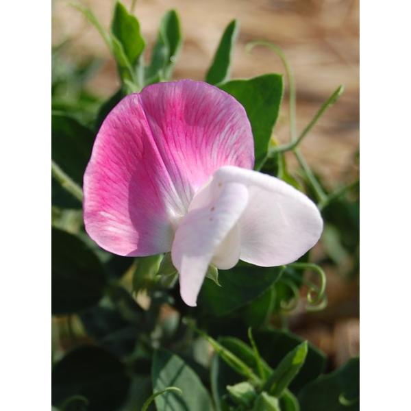 Sweet Pea Cupid Pink スイート ピー スイートピー キューピッド ピンク ドワーフ 矮性品種 キューピッド グループ 1苗 Buyee Buyee บร การต วกลางจากญ ป น ซ อจากประเทศญ ป น