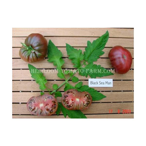 Heirloom Tomato Black Sea Man エアルーム トマト ブラック シー マン 15 Seeds Buyee Buyee Japanese Proxy Service Buy From Japan Bot Online