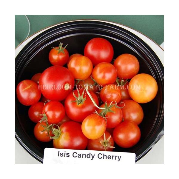 Heirloom Tomato Isis Candy Cherry エアルーム トマト イシス キャンディ チェリー 15 Seeds Bi C Buyee Buyee 日本の通販商品 オークションの代理入札 代理購入