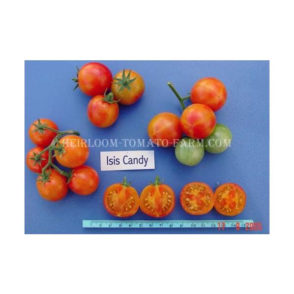 Heirloom Tomato Isis Candy Cherry エアルーム トマト イシス キャンディ チェリー 15 Seeds Bi C Buyee Buyee 日本の通販商品 オークションの代理入札 代理購入