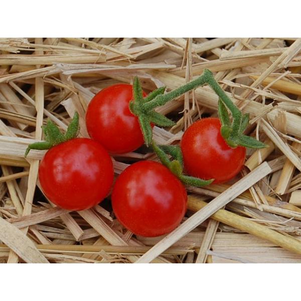 Heirloom Tomato Reg Kamatis Na Ligaw エアルーム トマト カマティス ナ リガウ 10 Seeds 18新品種 原種系 原種トマト Buyee Buyee Jasa Perwakilan Pembelian Barang Online Di Jepang