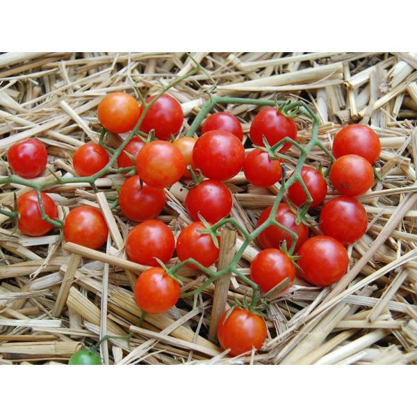 Heirloom Tomato Reg Red Currant エアルーム トマト レッド カラント 15 Seeds 原種系 原種トマト Buyee Buyee Japanese Proxy Service Buy From Japan Bot Online