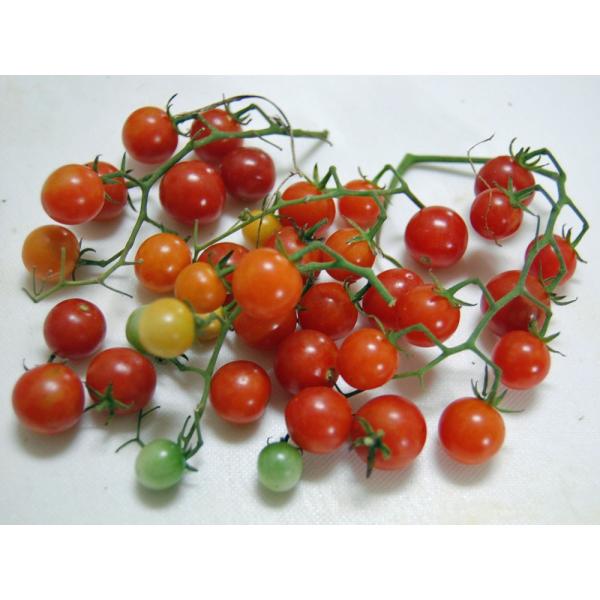 Heirloom Tomato Reg Red Currant エアルーム トマト レッド カラント 15 Seeds 原種系 原種トマト Buyee Buyee Japanese Proxy Service Buy From Japan Bot Online
