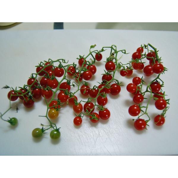 Solanum Racemigerum ソラナム ラケミゲラム 15 Seeds Specie 0474 原種系 原種トマト Buyee Buyee Japanese Proxy Service Buy From Japan Bot Online