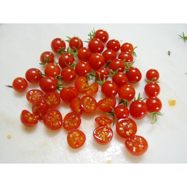 Solanum Racemigerum ソラナム ラケミゲラム 15 Seeds Specie 0474 原種系 原種トマト Buyee Buyee Japanese Proxy Service Buy From Japan Bot Online
