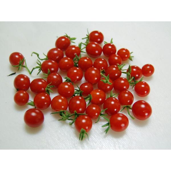 Solanum Racemigerum ソラナム ラケミゲラム 15 Seeds Specie 0474 原種系 原種トマト Buyee Buyee Japanese Proxy Service Buy From Japan Bot Online