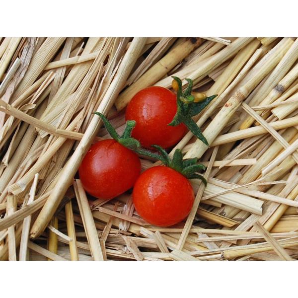 Heirloom Tomato Reg Tomadose Des Comores トマドセ デ コモレス 10 Seeds 原種系 原種トマト Buyee Buyee Japanese Proxy Service Buy From Japan Bot Online