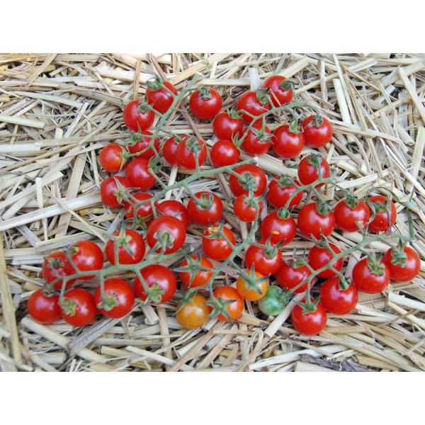 Heirloom Tomato Reg Waimea Wild Cherry トマト ワイメア ワイルド チェリー 15seeds Specie 19新品種 原種系 原種トマト Buyee Buyee Japanese Proxy Service Buy From Japan Bot Online