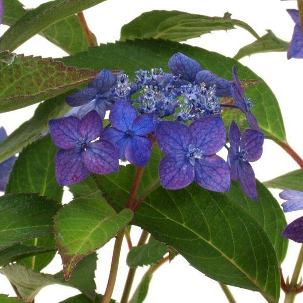 山アジサイ みんな探してる人気モノ 山アジサイ