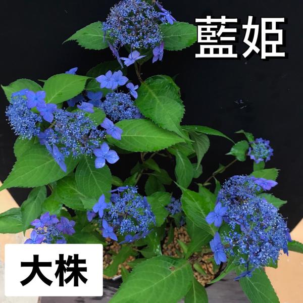 hekizanen_aihime2