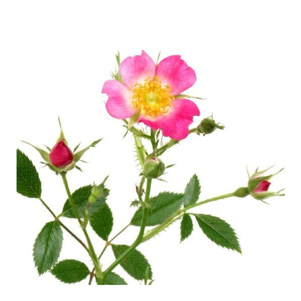 バラ苗 赤花ノイバラ 山野草　　野生種の濃い桃色花