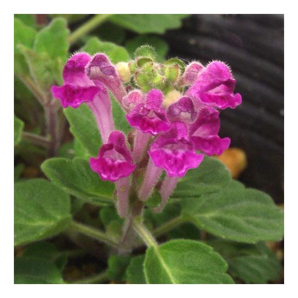 赤花タツナミソウ 赤花立浪草 山野草　　小型種。春に桃花をつける。平鉢、小鉢、寄植によい