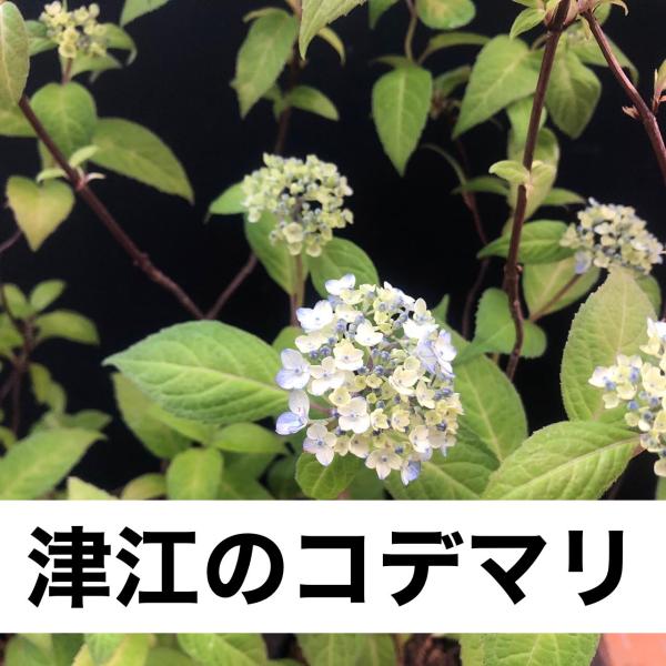 hekizanen_akakuraamacya