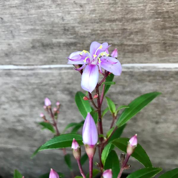 アマミノボタン 奄美野牡丹 7月26日開花前 茶花 夏の花 庭植え 和の花
