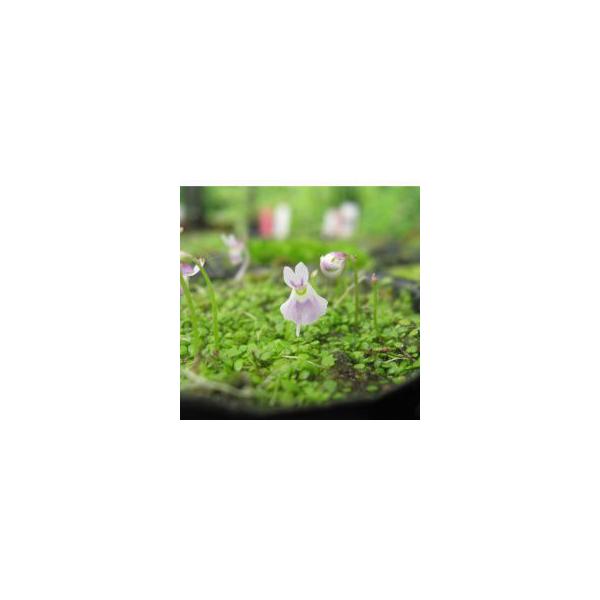 青花ウサギゴケ 食虫植物６〜７.５cmポット苗です。12月現在　青花ウサギ苔は開花していませんウサギゴケの青色です。　紫が濃い　ウサギゴケよりも顔の下の部分が広がるのが特徴です。ウサギゴケよりも花がおおきめです。水が少したまる様な容器に入れ...