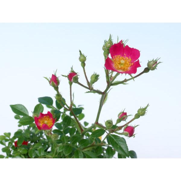 姫バラ紅小町小鉢栽培に向くトゲの無い小型のバラ栽培容易で良く日に当てて管理します。寒さにも強いです。