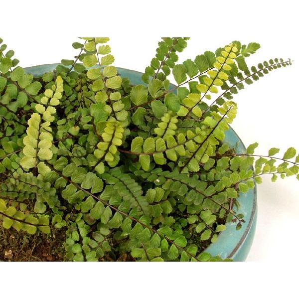 チャセンシダ 小型 常緑　9cmポット苗常緑のシダ植物です。日陰で、水ギレに注意して管理します。小型で人気のシダです。盆栽界では一般に松柏盆栽の下草に使われ、冬の飾りに欠かせない存在です。束生した葉柄の状態を茶筅に見立てた。常緑小型。