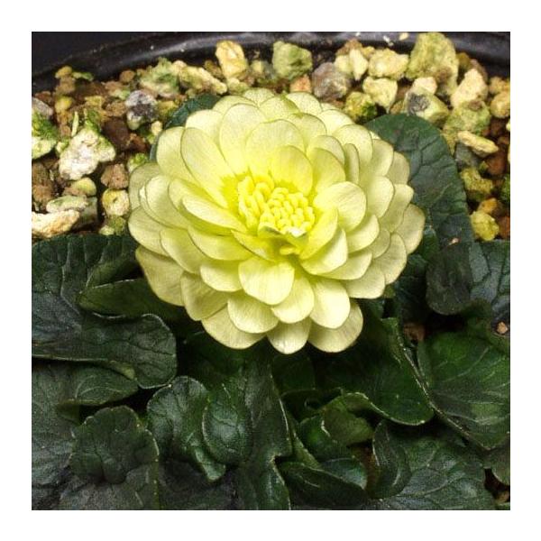 白花八重　外弁オリーブ色