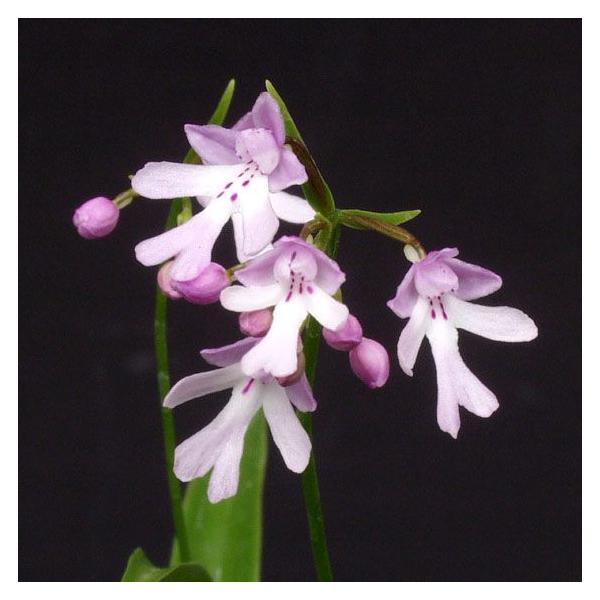 エノモトチドリ　2入り　ポット苗イワチドリ×コアニチドリ　丈夫で良く増える。水切れ注意開花は概ね、5月末位までです。