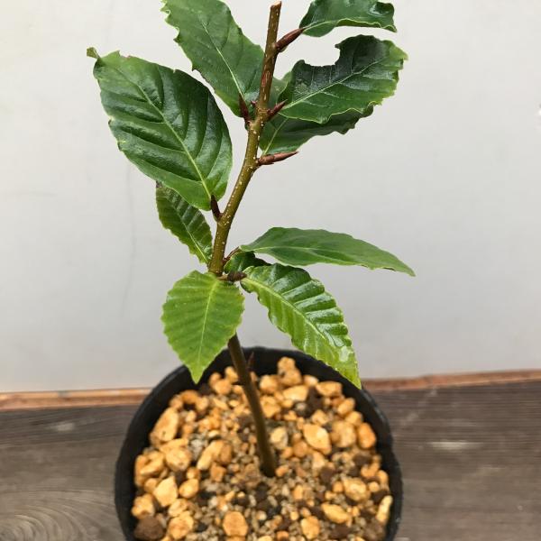 富士ブナ フジブナ年数が経つと幹が白く色づきます10.5ｃｍポット苗高さ　約３０ｃｍ１枚目の写真は9月末撮影２枚目から６枚目は１２月現在の様子です寒さが進むにつれ紅葉し落葉しますお届けは1ポットです