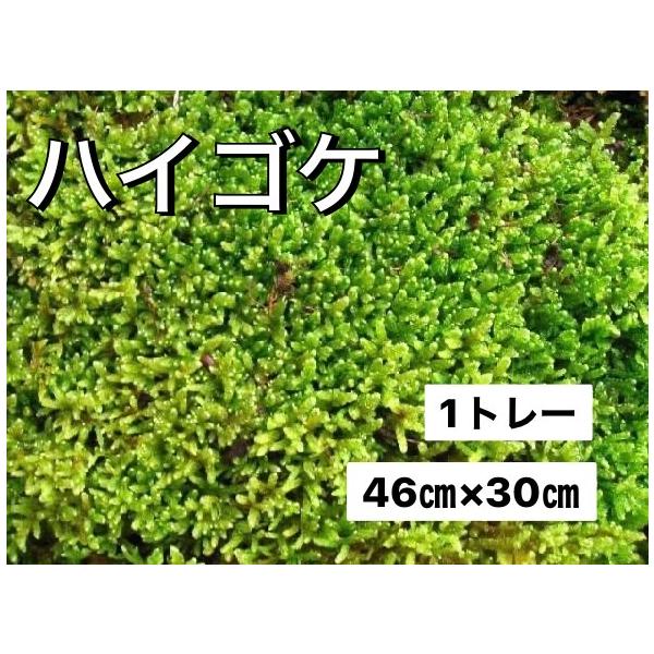 ハイゴケ 這苔 １トレー入り　46ｃｍ×30ｃｍ苔盆栽や苔玉作りに最適です。半乾燥状態でのお届けとなります水をたっぷりやると2時間程度で元に戻ります5枚以上のご注文の際は5日程度時間を頂くことがございますご注文後メールにてお知らせ致しますハ...