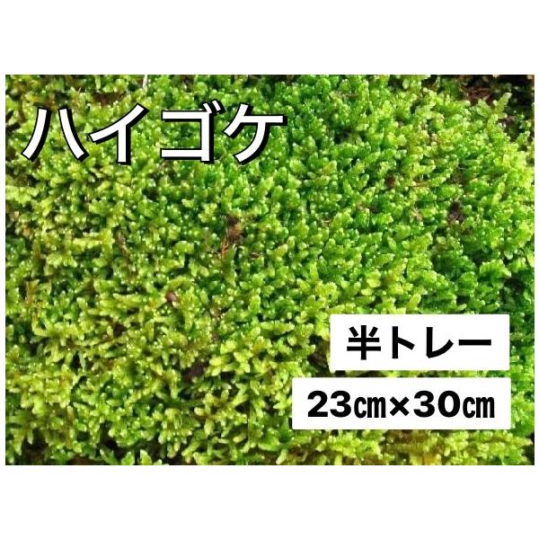 ハイゴケ 這苔 　半トレー 23ｃｍ×３０ｃｍ苔盆栽や苔玉作り,テラリウムに最適です。半乾燥状態でのお届けとなります水をたっぷりやると2時間程度で元に戻ります5枚以上のご注文の際は5日程度時間を頂くことがございますご注文後メールにてお知らせ...