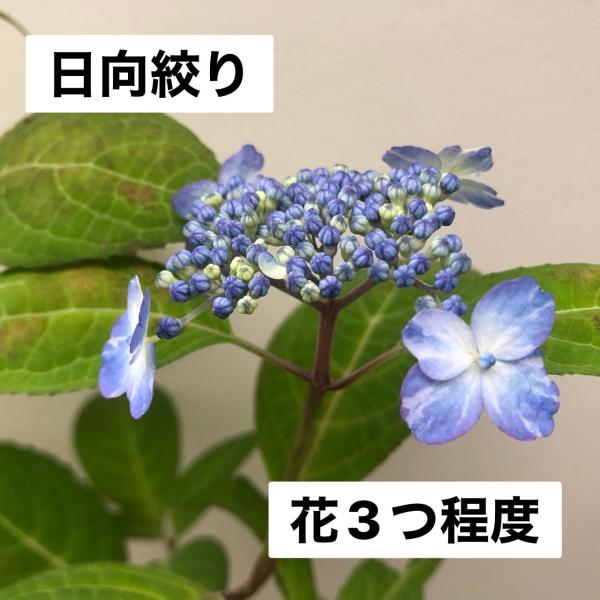 hekizanen_hatibuse