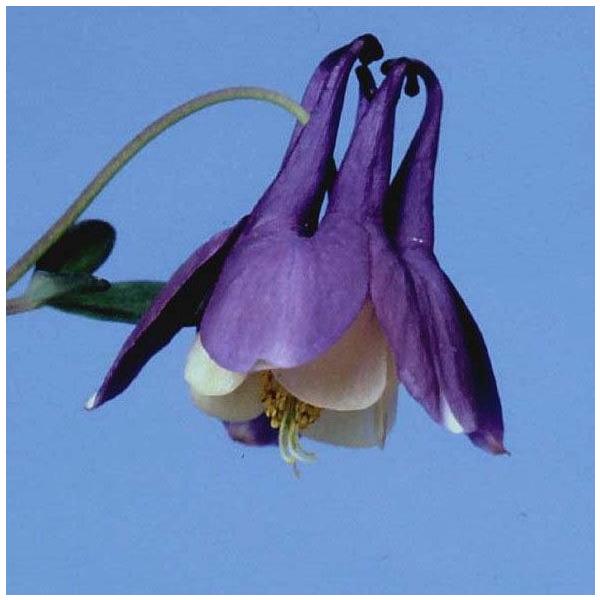 オダマキ 花苗 苧環 早池峰苧環 山野草 : やまおか碧山苑ヤフー