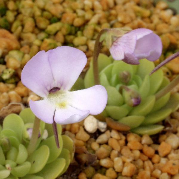 姫足長ムシトリスミレ 食虫植物 マジカルプランツ １ポット　スミレに似た花を咲かせる食虫植物。葉で虫を捕まえる植物です。※商品の見本写真は２ポットですが　お届けは１ポットとなります。