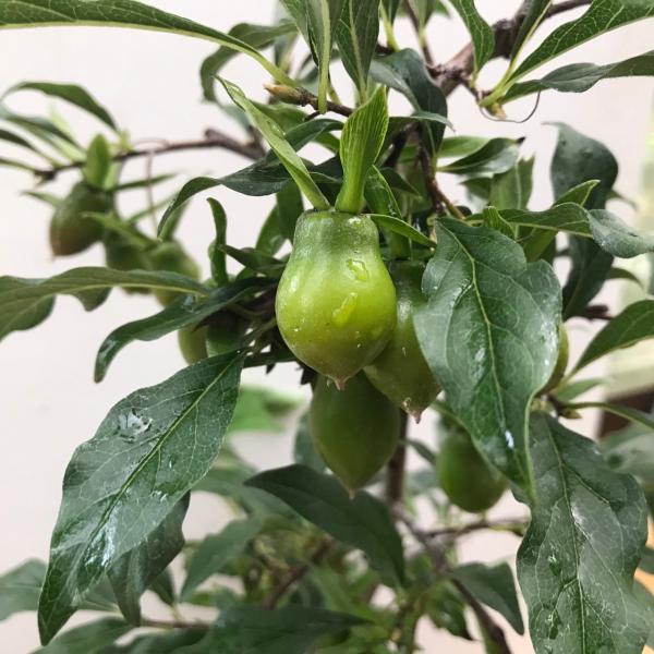 ロウヤガキ 鈴ひょうたん 鈴瓢箪 老鴉柿 老爺柿 鉢植え  陶器鉢入り 現品写真の商品現品をお届けします実の形がひょうたんのような形をしています20個以上実がついています写真は9月26日現在の様子です。高さ約68cm　幅　約33ｃｍ　写真の...