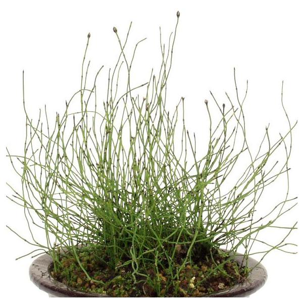 姫トクサ ヒメトクサ ビオトープ 湿性植物 山野草千島姫トクサより細くよれるタイプで小鉢向き