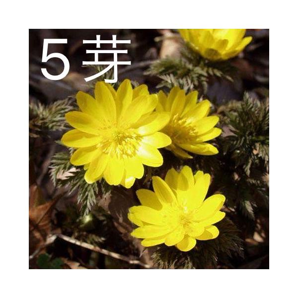フクジュソウ 福寿草 苗 5芽入 写真２枚目は　２０２５年１２月７日現在の見本株の様子ですまだ雪が残る頃、黄色い大きな花を咲かせます。お届け後は急な強い寒さを避けて管理すると失敗が少ないです。新春 迎春　お正月