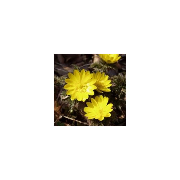 フクジュソウ 福寿草 苗 3芽入 写真２枚目は　２０２５年１２月７日現在の見本株の様子ですまだ雪が残る頃、黄色い大きな花を咲かせます。お届け後は急な強い寒さを避けて管理すると失敗が少ないです。新春 迎春　お正月