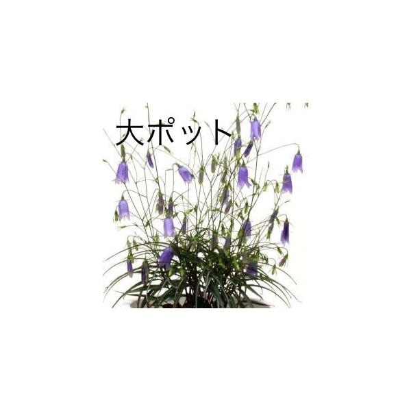 イワシャジン 岩沙参 大ポット10.5cm 2025年開花終わり秋の花 茶花 山